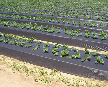 Greenhouse Accessories Mulch Film