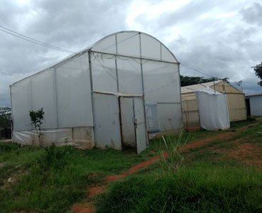 Greenhouse