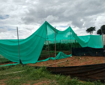 Greenhouse