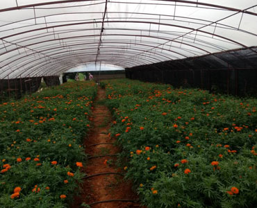 Greenhouse