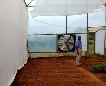 Greenhouse