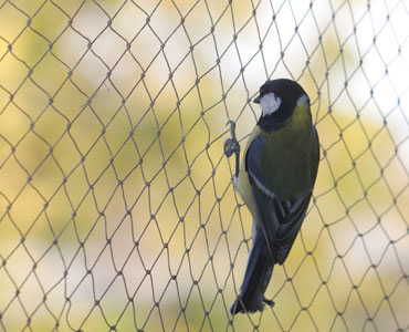 Anti Bird Net